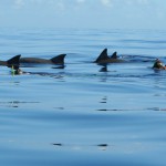swim-with-the-dolphins-150x150.jpg